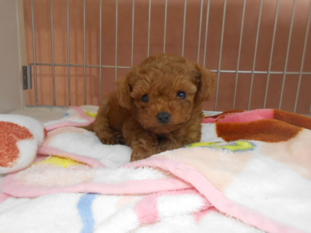 とっても可愛いティーカッププードル Petshop Navi