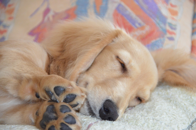 犬の爪切りに一苦労 嫌がる子でもスムーズに爪のお手入れをするポイント ペットショップコンテンツ