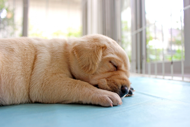 女の子を飼うなら知っておきたい 犬の生理について ペットショップコンテンツ