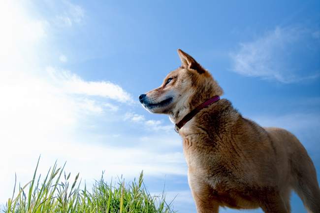 知ってた 6種類の日本犬 ペットショップコンテンツ