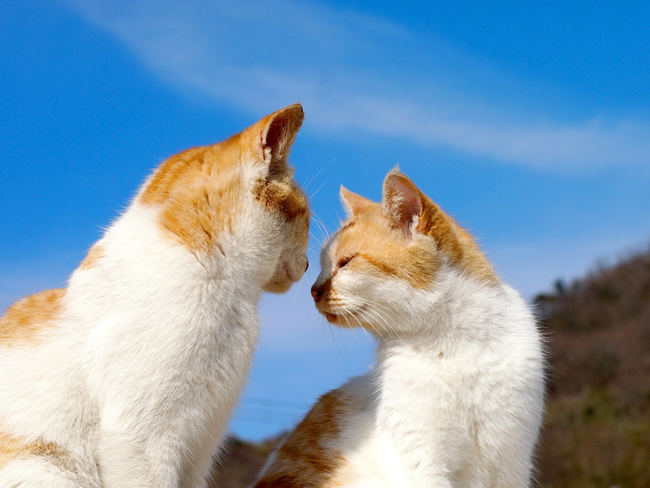 いつもと何か違う メス猫ちゃんの発情期 ペットショップコンテンツ