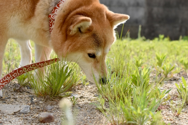 犬が雑草を食べたがるのはなぜ その理由と注意点 ペットショップコンテンツ