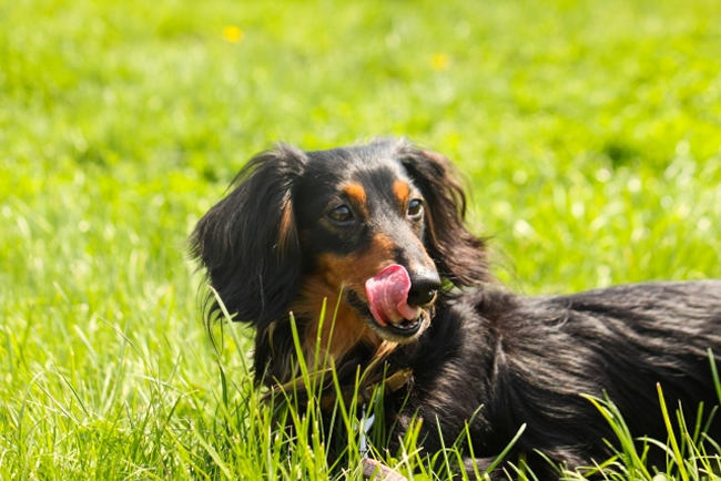 犬が雑草を食べたがるのはなぜ その理由と注意点 ペットショップコンテンツ