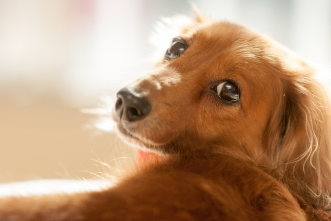 犬は目が悪いってほんと 犬に見えている世界とは ペットショップコンテンツ