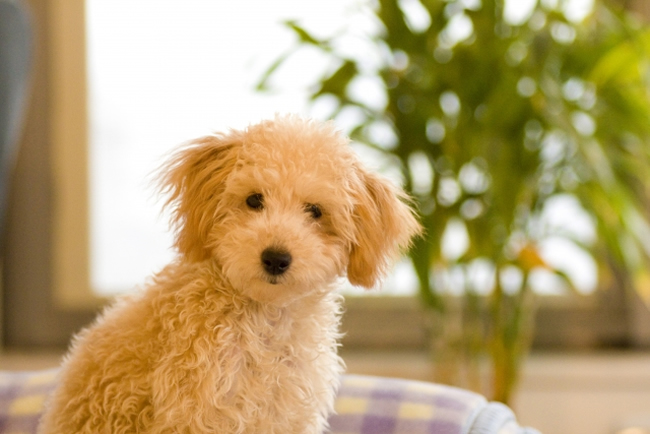 茶色だけじゃない 犬の毛色の種類 知っていますか ペットショップコンテンツ