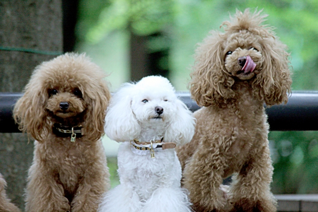 茶色だけじゃない 犬の毛色の種類 知っていますか ペットショップコンテンツ