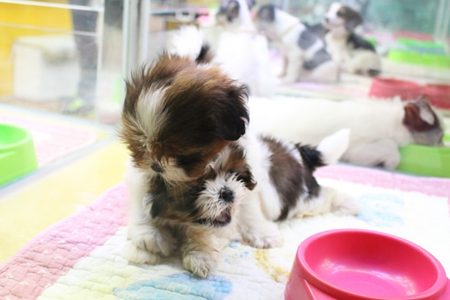 子犬を迎える前に知っておきたい生後一年までの育て方 ペットショップコンテンツ