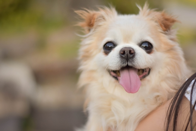 名付けのヒントに 犬の名前ランキング18 ペットショップコンテンツ