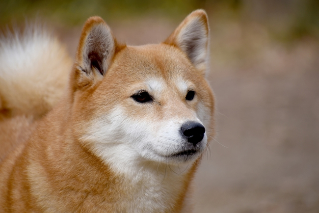 海外でも人気の柴犬 その個性にせまる ペットショップコンテンツ