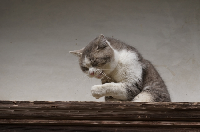 猫のくしゃみに気づいたら 理由と対策 ペットショップコンテンツ