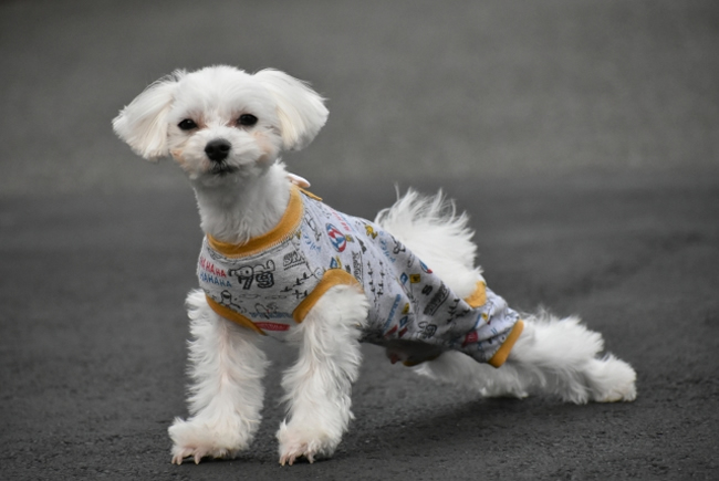 犬の伸びには意味がある 主な原因を知って対処しよう ペットショップコンテンツ