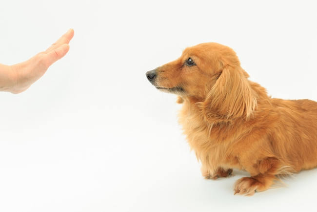 子犬のしつけの基本 待てを教えよう ペットショップコンテンツ