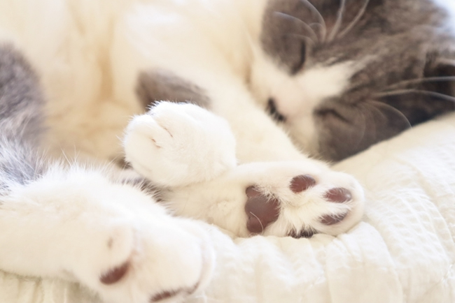 猫が震えるのはどうして 原因と正しい対処法は ペットショップコンテンツ 猫が震えるのはどうして 原因と正しい対処法は ペットショップコンテンツ