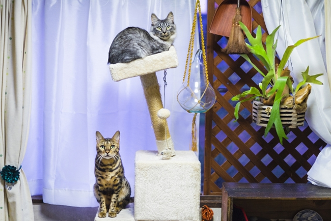 室内飼いの猫の運動不足解消法と部屋づくりのポイントをご紹介 ペットショップコンテンツ 室内飼いの猫の運動不足解消法と部屋づくりのポイントをご紹介 ペットショップコンテンツ